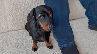 2nd Christmas Day. Mini Dachshund wants to be with grandma all the time.