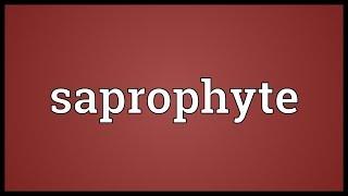 Saprophyte Meaning