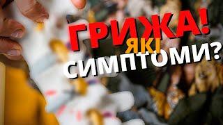 ЯК ЛІКУВАТИ ГРИЖУ? Які симптоми?