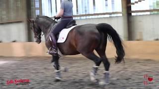 HeartHorse Dressage - Leg Yield (No kinky banana horses allowed!)