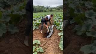 Farmers Shocked to Discover Something Terrifying in Their Crops | #snake #farmer