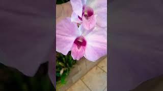 Flor Orquidea Phalaenopsis quem planta colhe #flowers #shorts