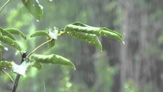 Som de Chuva sem Trovão para Dormir e Relaxar - Sons Relaxantes da Natureza - Sons de Agua