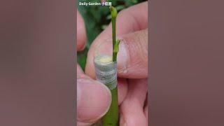 Rose grafting-Bark grafing