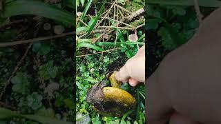 МЛЕЧНИК, ЦЫГАН ОН ЖЕ ЧЁРНАЯ ДУПЛЯНКА