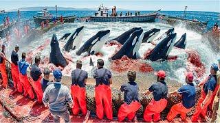 This Is Why Orcas Stopped Attacking Human Boats