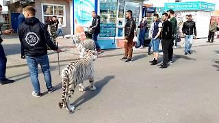 По улицам Томска ходят белые тигры