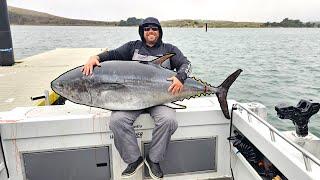 The Biggest Bluefin Tuna I Have Ever Seen (Northern California)