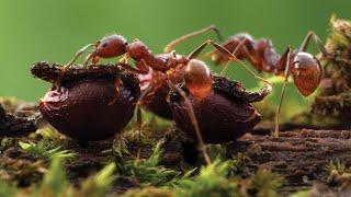 How Ants Change Our Forests | North Carolina, Naturally