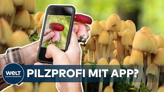 WÄLDER VOLLER PILZE: So lernt man essbare Pilze von giftigen zu unterscheiden