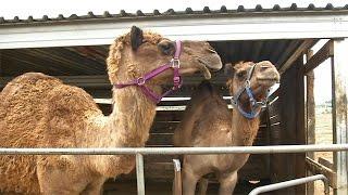 The Oasis Camel Dairy