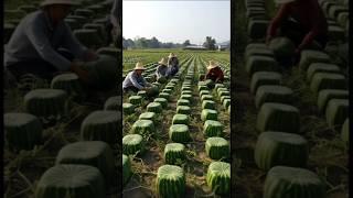 Hybrid Square Watermelon Grown by Farmers