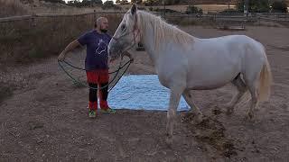 Insensibilización del caballo  mediante el manejo natural del caballo (Chico y Guillon Ramírez).