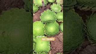 The Succulent Plant Harvest: Get Endless Plants for Your Garden