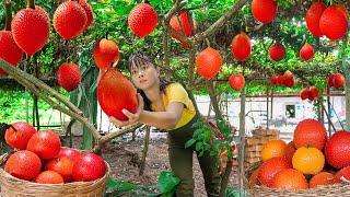 Harvesting '' Gac '' Fruit for Sale | Countryside Market & Vegetable Growing | Phương New Bushcraft