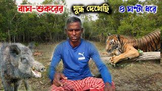 বাঘ-শুকরের যুদ্ধ দেখেছি জঙ্গলে | tiger vs pig fight sundarban jungle | sundarban tiger attack video