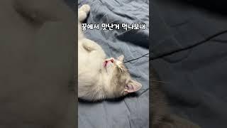 몽당이의 이상한 잠버릇