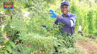 See how I save money for my household by recycling THIS particular KITCHEN waste!