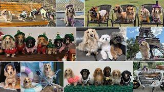 ENG) The Joyful Dog with a Wonderful Year / Long-haired Cream Dachshund Malrang's 2024