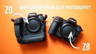 Nikon Z9 or Z8 for wildlife photography? What camera should you buy and why I have both!