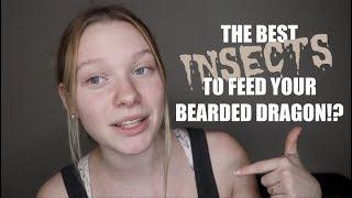 WHATS THE BEST INSECT TO FEED YOUR REPTILE?! | Feeder Information and Which Ones Are the Best!