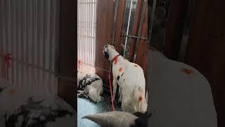Eid aane wali Hai kurbani karva De#arsh Saifi# short video###