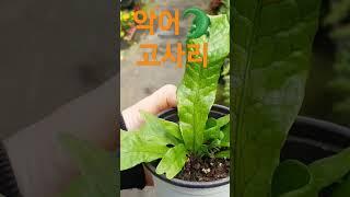 더그린가든센터 악어 고사리