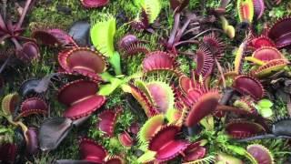 TEMPERATE GREENHOUSE FALL MAINTENANCE OF ORCHIDS AND CARNIVORES (4K)