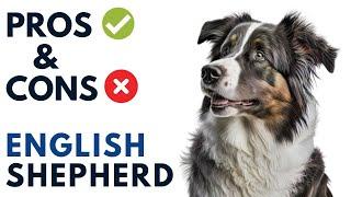 English Shepherd Pros and Cons | Farm shepherd Advantages and Disadvantages