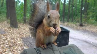 Молодая незнакомая белка. И ещё синица / A young unfamiliar squirrel. And a tit