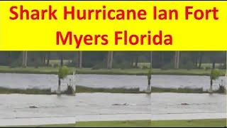 Shark Fort Myers | Shark Florida | Shark Fort Myers Beach | Shark Hurricane Ian Fort Myers Florida