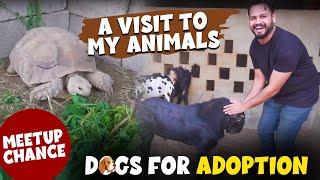 A VISIT TO MY ANIMALS | FREE DOGS GIVEAWAY | AZLAN SHAH