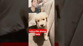 little doggy Ne Kan Kat khaya viral #shortvideos