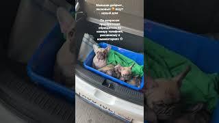 Щенки французского бульдога