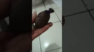 Subhanallah aku kira ubi ini dalamnya putih !! ternyata hitam ges 