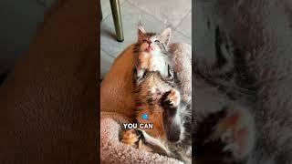 You can find me at meowoff.us   #cat #mainecooncatlovers #catlover #mainecooncorner #catlovers