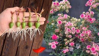 How to propagate roses from fruit / Simple but no one shares