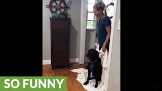 Dog proves to be too smart for 'What The Fluff' challenge