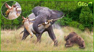 Crazy Elephant Herd Attacks Lion To Revenge Baby Elephant's Death | Animal Fight