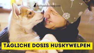 Huskywelpen - Ein Tag in ihrem Leben! Hund müsste man sein ⎮DieHundezeitung