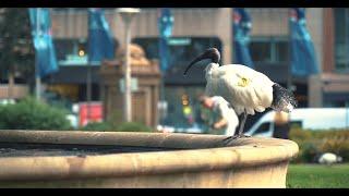 Bin Chicken: A Bird or a Burden | Short Documentary