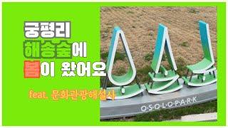 궁평리 해송숲, 오솔로의 봄. #궁평항 #화성시여행 #문화관광해설사 #가족여행 #경기도갈만한곳