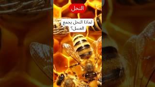 لماذا النحل يجمع العسل؟| سر العسل في الطبيعة | علم النحل | حقائق مدهشة عن العسل #bee #ترند #اكسبلور