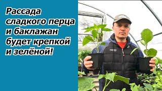 Рассада перца будет крепкая и зелёная- как и чем подкормить.