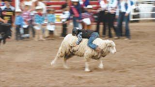 Mutton Busting: Kids Riding Sheep at The Clovis Rodeo  | Localish