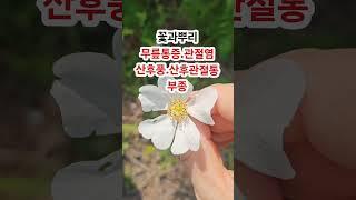 찔레! 무시할 수 없는 찔레의 효능!   #찔레 #효능