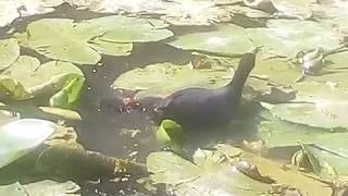 Waterkipjes