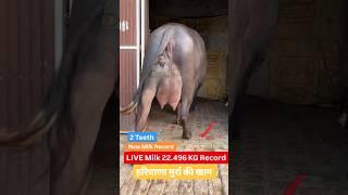 New Milk Record 2 Teeth Murrah jhoti आज अपने  Youtube  पर दो दांत झोटी ने बनाया नया Live MilkRecord