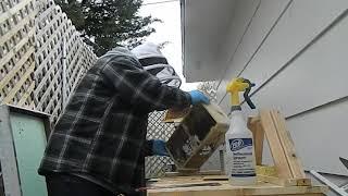 Beekeeping 2019 Top Bar Hive Bees installed