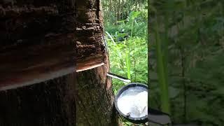 Tapping rubber tree